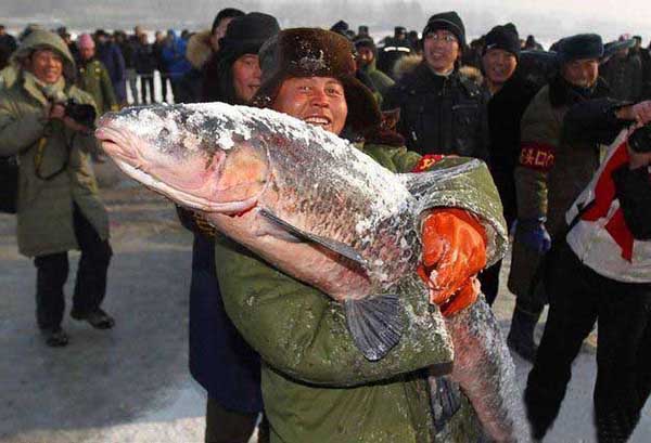 Big Fish in Winter Harbin 
